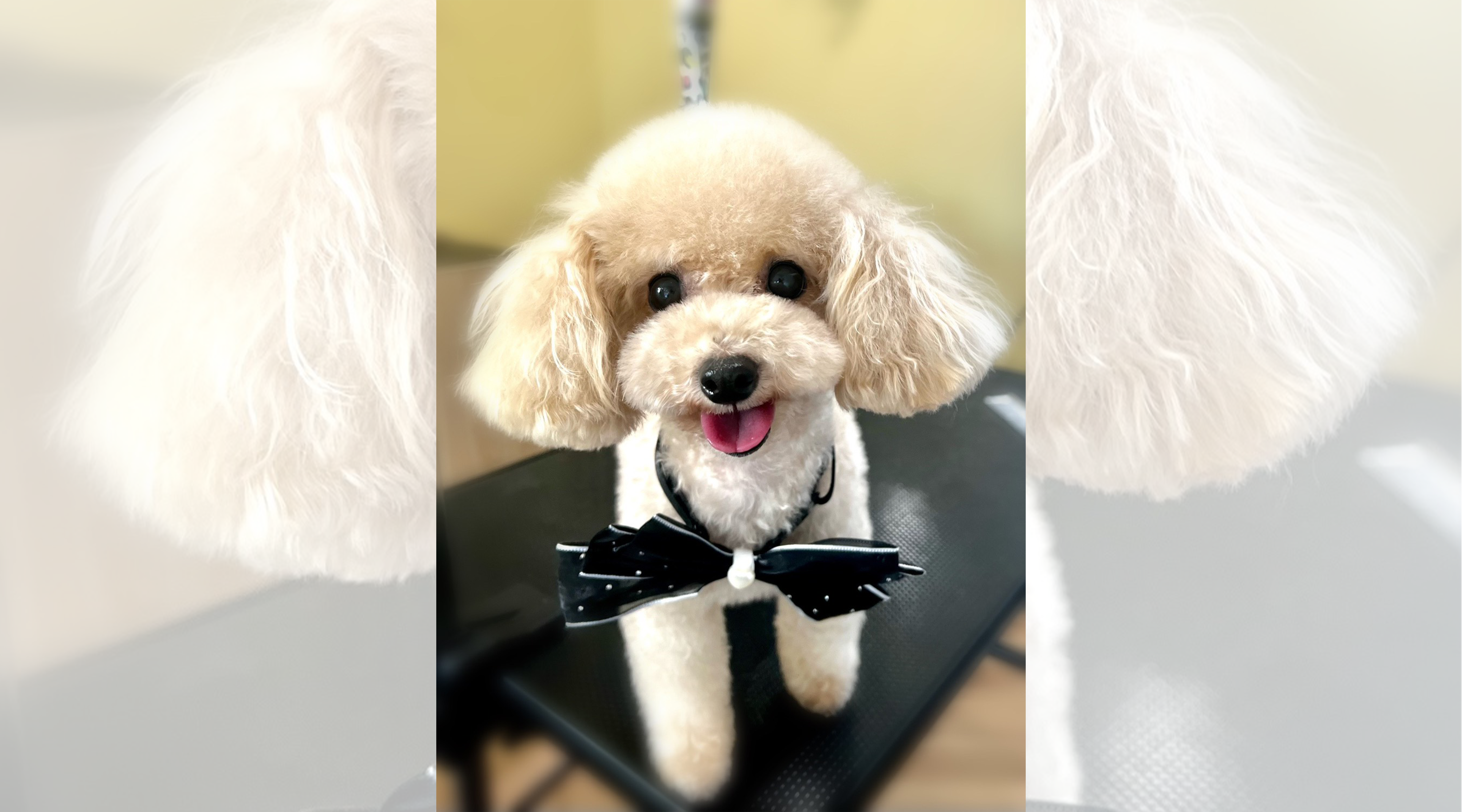 DOGSALON なでのサブ写真２